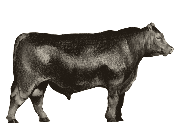Aberdeen Angus
