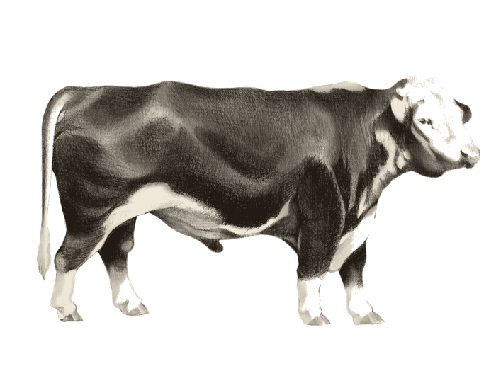 Hereford